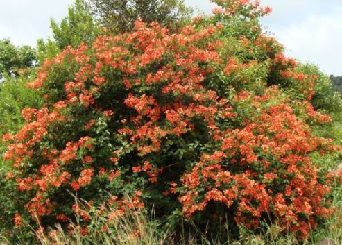Bauhinia galpinii in KwazuluNatal; Photographed by Ricky Mauer.